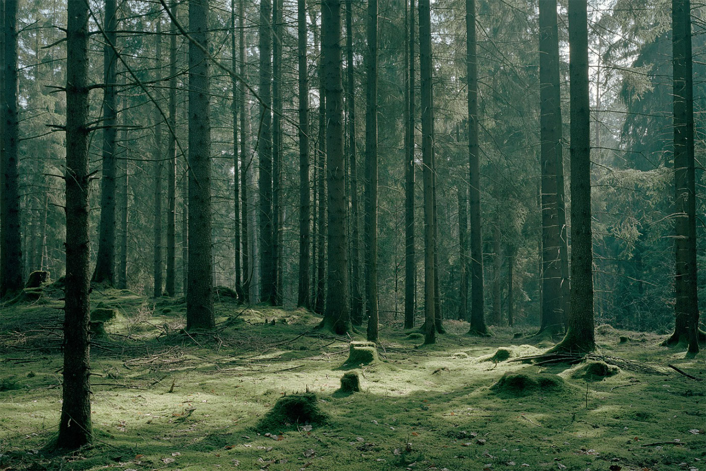 Wir verwenden Holz aus der Region. Durch die durchdachte Bauweise haben unsere Fenster einen konstruktiven Holzschutz und lange Lebenszeit.